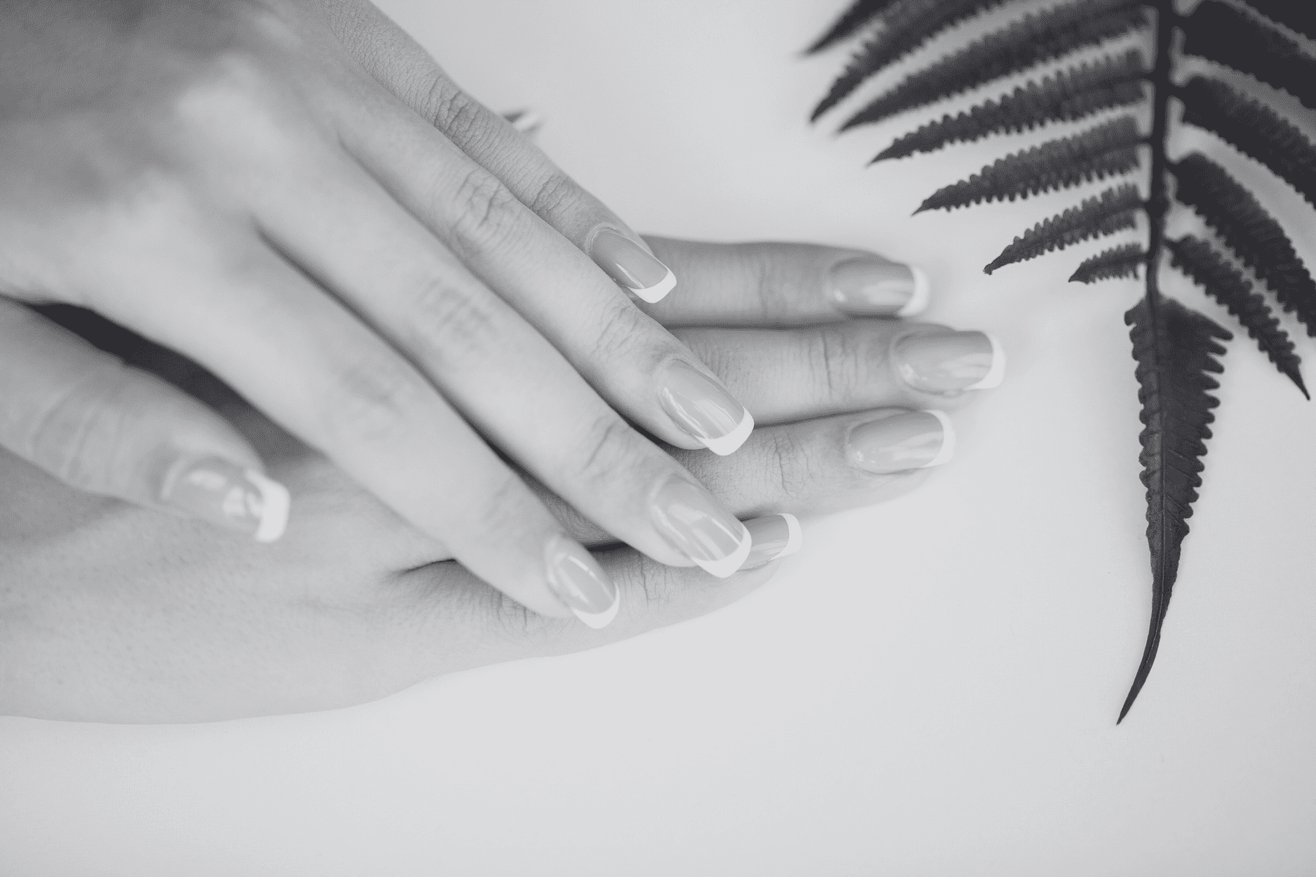 Hands with neatly manicured nails and a fern leaf on a white background.